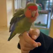 ささくれ一家の画像