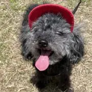 じゃぽぶの画像