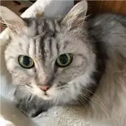 NUUの画像
