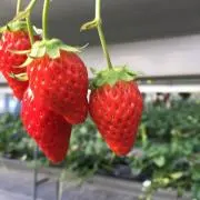 三代目の画像