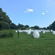くろまりん