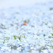 M.の画像