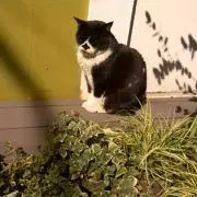maro