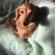 レオの画像