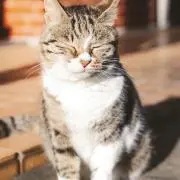 ひさぴ