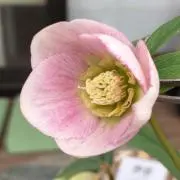 マハロ
