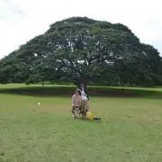 マコの画像