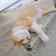 琥珀の画像