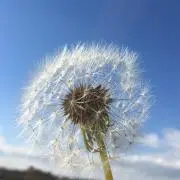 ひーふーの画像