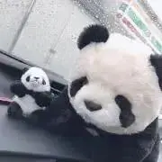 とりぴの画像