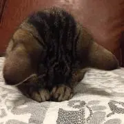 うめちゃん