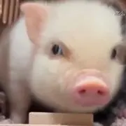 うぱろげ