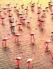Flamingo☘プロフ読んで☘