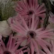メル逹の画像