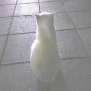 むぎ