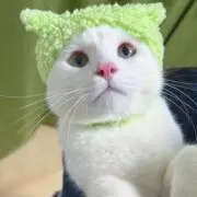 はきゅべいの画像