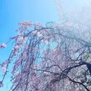 たまゆら（犬猫 断捨離）の画像
