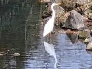 ハルの画像