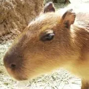 オニテン★値下げ歓迎♪の画像