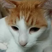 えみっち