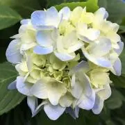 yuko