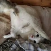 saaの画像