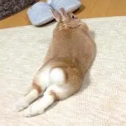 さわこ