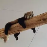いべりこ