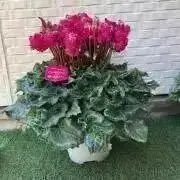 りんご　シャコバサボテン　コンペイトウファイヤー　シクラメン　レジーナ りんご様専用 シャコバサボテン コンペイトウファイヤー シクラメン