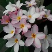 プルメリア Panauruの画像