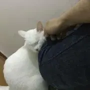 Morningの画像