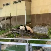 じじ