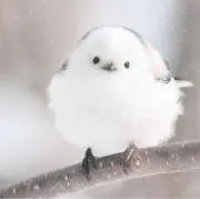 ことりの画像