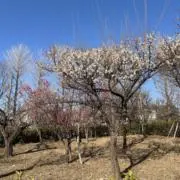 myliの画像