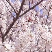 桜の画像