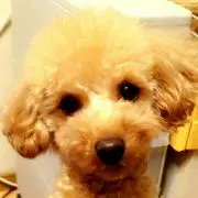 るぱこの画像