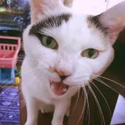 しっしー☆