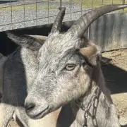 GOAT FARMの画像