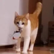 猫マン