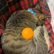 クロの画像