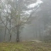 11733255の画像
