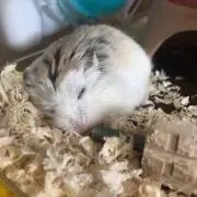 おがわ③