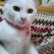 チェリー
