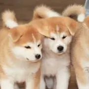 YUの画像