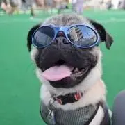 パグ蔵