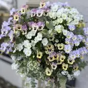 うーこの画像