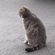 ゆ
