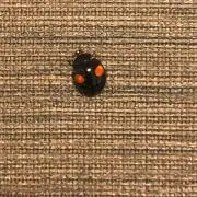 たーくん