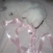 ♪の画像