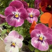 N⭐︎ 随時値引き更新❣️の画像